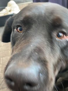 Janus Richard Janschke